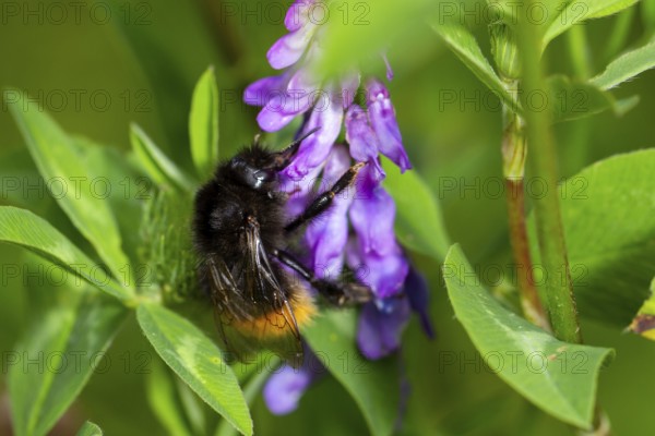 Stone bumblebee, (Bombus lapidarius), on vetch, Upper Bavaria, Germany