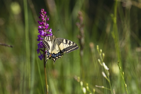 Swallowtail (Papilio machaon), on Gymnadenia conopsea (Gymnadenia conopsea), Upper Bavaria, Germany