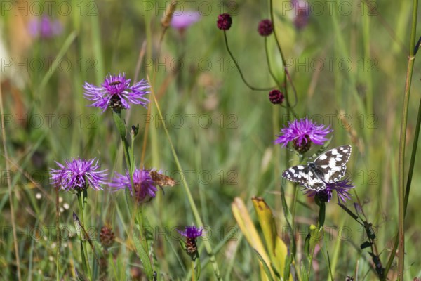 Checkerspot butterfly (Melanargia galathea), on flowering meadow with meadow knapweed (Centaurea jacea), Bavaria, Germany