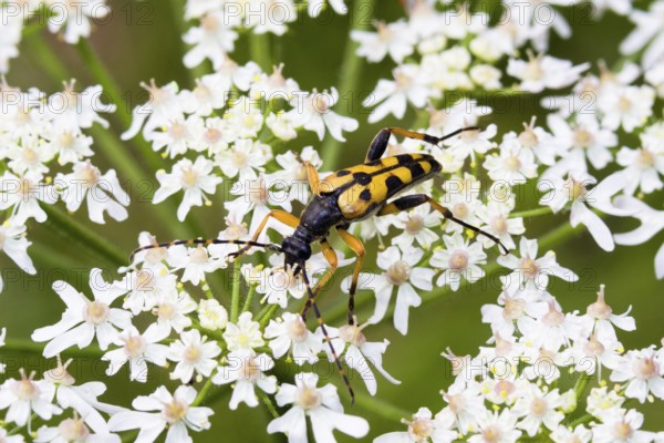 Spotted longhorn (Strangalia maculata), on umbel flower, Upper Bavaria, Germany