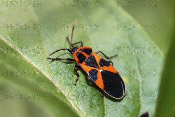 Ground bug (Tropidothorax leucopterus), Upper Bavaria, Germany