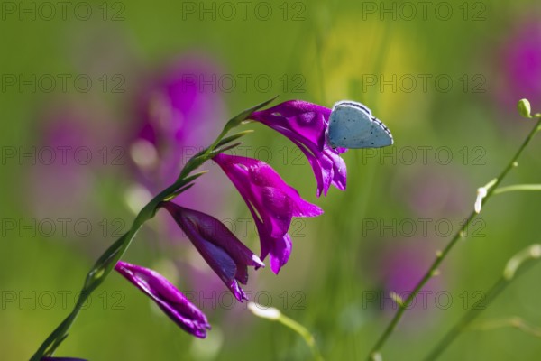 Swamp gladiolus (Gladiolus palustris) with pale blue (Celastrina argiolus), Upper Bavaria, Germany