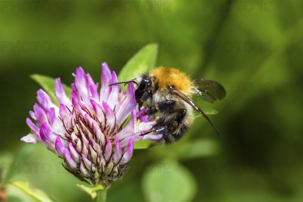 Field bumblebee (Bombus pascuorum), on clover (Trifolium sp.), Upper Bavaria, Germany