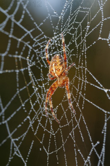 Cross spider in web, (Araneus sp.), dewdrop, autumn, Indian summer, Upper Bavaria, Germany