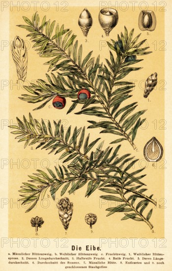 The yew (Taxus), English yew (Taxus baccata) male and female flowering branch, fruiting branch, flower shoot, fruit, section, seed, flower, stamen, poisonous alkaloids, taxine, evergreen, nature, compilation, biology, coloured historical illustration 1888