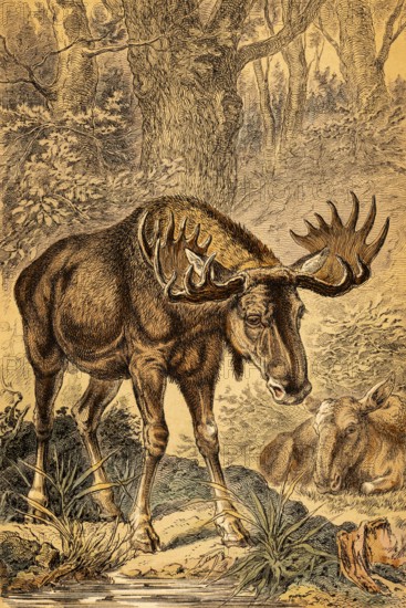 Male and female moose (Alces alces) or elk, Nordic countries, forest, water, antlers or shovel, Sweden, coloured historical illustration 1888