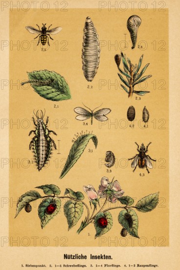 Useful insects, seven-spot, hoverflies (Syrphidae), standing flies, buzz flies, lacewing (Chrysopidae), caterpillar fly, arthropods (Arthropoda) nature, compilation, biology, coloured historical illustration 1888