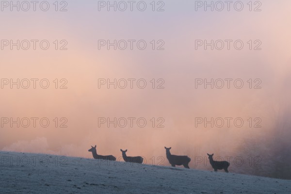 Four female red deer (Cervus elaphus) stand on a snow-covered meadow at sunrise, with dense, colorful fog in the background