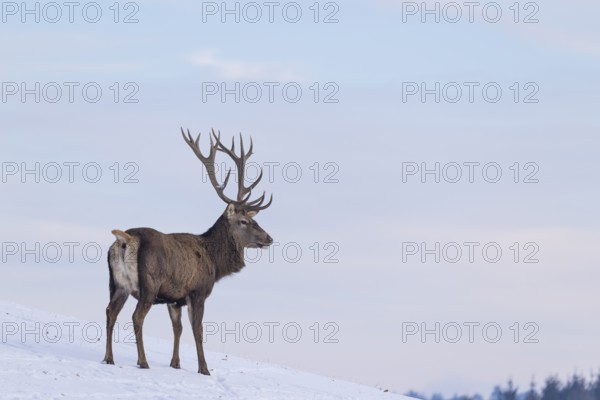 A red deer stag (Cervus elaphus) stands on a snow-covered meadow on a cold day. In the background is a blue sky with some clouds