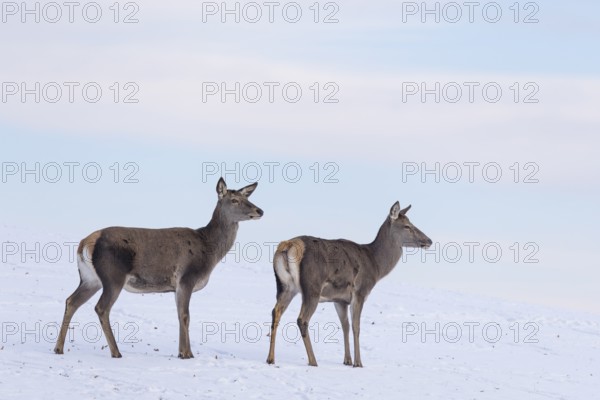 Two female red deer (Cervus elaphus) stand on a snow-covered meadow on a cold day. In the background is a blue sky with some clouds
