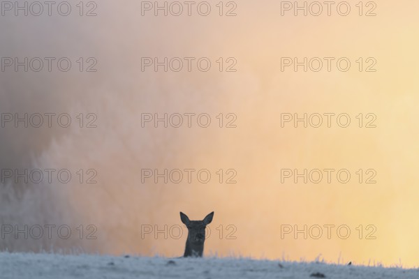 A female red deer (Cervus elaphus) stands behind a hill on a snow-covered meadow at sunrise and watches the photographer. Only her head is visible. In the background is dense, colorful fog