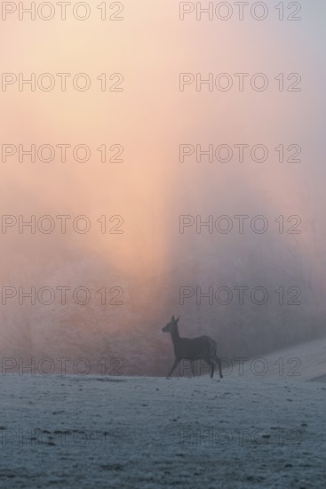 A female red deer (Cervus elaphus) stands on a snow-covered meadow at sunrise, with dense, colorful fog in the background