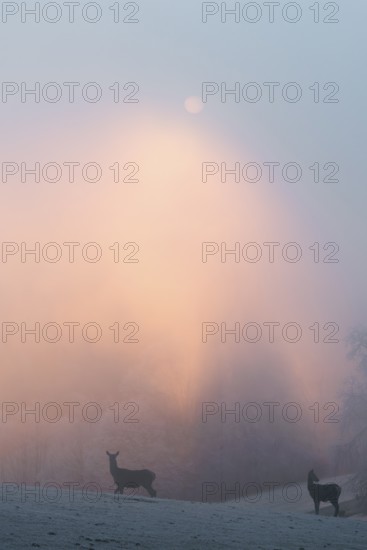 Two female red deer (Cervus elaphus) stand on a snow-covered meadow at sunrise, with dense, colorful fog in the background