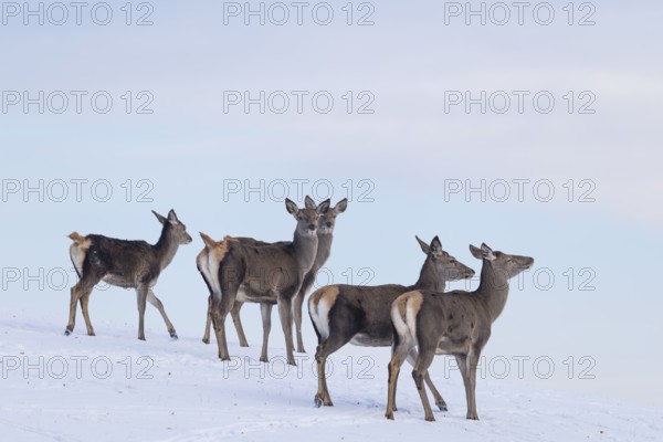 Five female red deer (Cervus elaphus) stand on a snow-covered meadow on a cold day. In the background is a blue sky with some clouds
