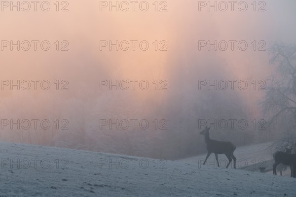 A female red deer (Cervus elaphus) stands on a snow-covered meadow at sunrise, with dense, colorful fog in the background