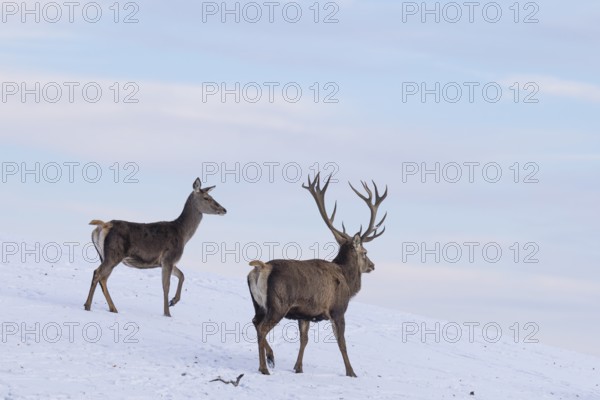 A male and a female red deer (Cervus elaphus) run across a snow-covered meadow on a cold day. In the background is a blue sky with some clouds