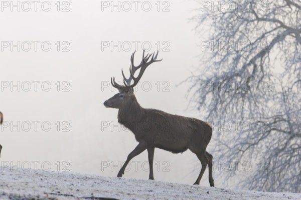 A red deer stag (Cervus elaphus) walks across a snow-covered meadow on a foggy day. In the background is a tree in dense fog