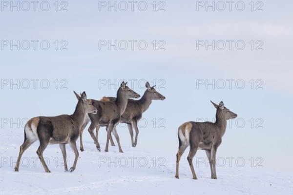 Four female red deer (Cervus elaphus) stand on a snow-covered meadow on a cold day. In the background is a blue sky with some clouds