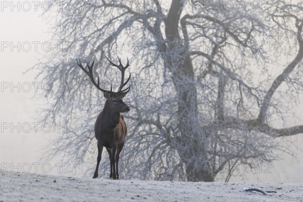 A red deer stag (Cervus elaphus) stands on a snow-covered meadow on a foggy day. In the background is a tree in dense fog