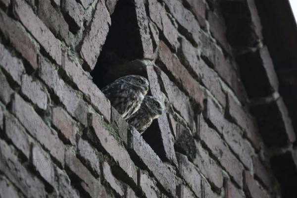 Two young little owls (Athene noctua) peering curiously from behind a wall and observing their surroundings, Wiehengebirge, Lower Saxony, Germany