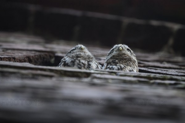Two young little owls (Athene noctua) peering attentively out of an opening in a wall, Wiehengebirge, Lower Saxony, Germany