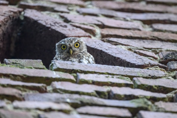 A young little owl (Athene noctua) looks attentively out of an opening in a wall, Wiehengebirge, Lower Saxony, Germany