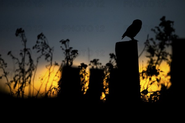 The silhouette of a stonecrop (Athene noctua) sitting on a willow pole in front of a dramatic sunset, Wiehengebirge, Lower Saxony, Germany