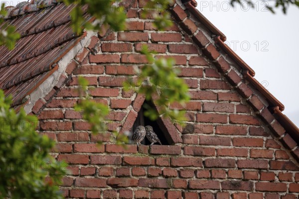 A little owl (Athene noctua) sits in the triangular window of an old brick building wall, surrounded by green foliage, Wiehengebirge, Lower Saxony, Germany