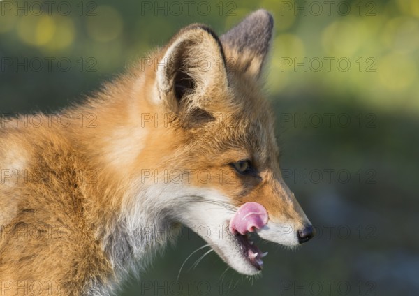 Close-up of a fox (Vulpes vulpes) licking its muzzle with its tongue, Norway
