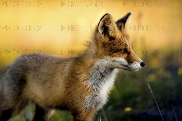 A fox (Vulpes vulpes) looking sideways in nature at golden sunset, Norway