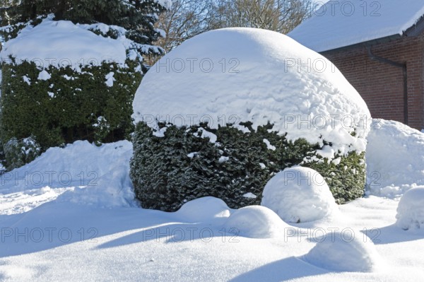 Snowy bushes, winter, snow, Sieversen, Samtgemeinde Rosengarten, Lower Saxony, Germany