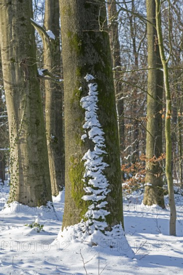 Snow, tree trunks, winter, Sieversen, Samtgemeinde Rosengarten, Lower Saxony, Germany