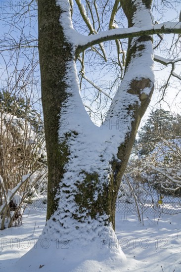 Snowy tree trunk, winter, snow, Sieversen, Samtgemeinde Rosengarten, Lower Saxony, Germany