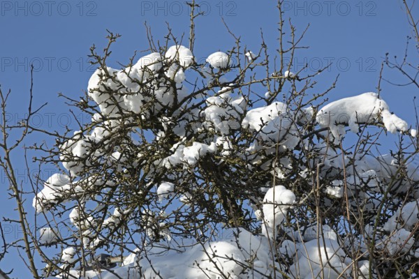 Snowy branches, winter, snow, Sieversen, Samtgemeinde Rosengarten, Lower Saxony, Germany