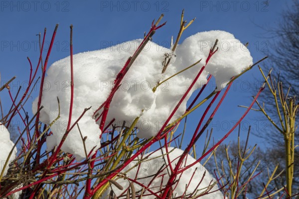 Snowy colorful branches, winter, snow, Sieversen, Samtgemeinde Rosengarten, Lower Saxony, Germany