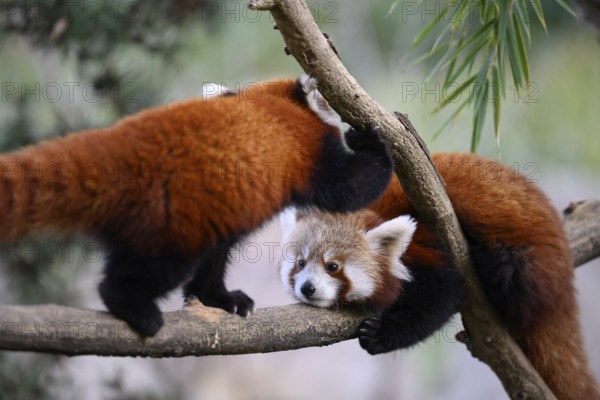 Karlsruhe, Baden-Württemberg, Germany, Two red pandas (Ailurus fulgensI) playing with each other on the branches of a tree, cative, Zoo
