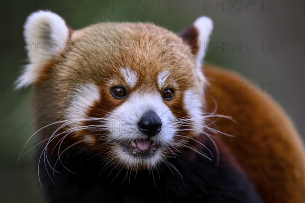 Red panda (Ailurus fulgens) with playful facial expression and visible tongue, captive, Zoo, Südweststadt, Karlsruhe, Baden-Württemberg, Germany