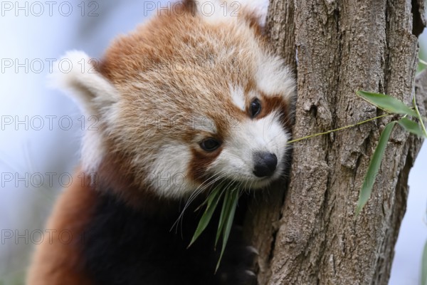 A red panda (Ailurus fulgens) looks down cutely from a tree, captive, Zoo, Karlsruhe, Baden-Württemberg, Germany