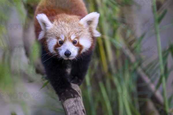 Dynamic image of a red panda (Ailurus fulgens) balancing on a wooden beam, captive, zoo, Südweststadt, Karlsruhe, Baden-Württemberg, Germany