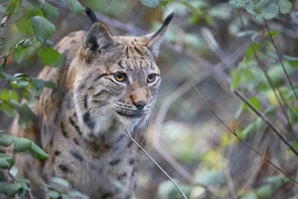 Close-up of a Eurasian lynx (Lynx lynx) sneaking through overgrown woodland, with intense eyes in natural environment, captive, Zoo, Karlsruhe, Baden-Württemberg, Germany