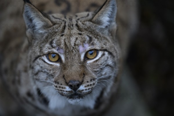Close-up of a Eurasian lynx (Lynx lynx) with intense eyes in natural environment, captive, Zoo, Karlsruhe, Baden-Württemberg, Germany
