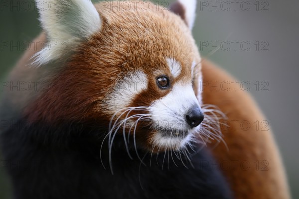 Red panda (Ailurus fulgens) in side view looks calm and thoughtful, Karlsruhe, Baden-Württemberg, Germany