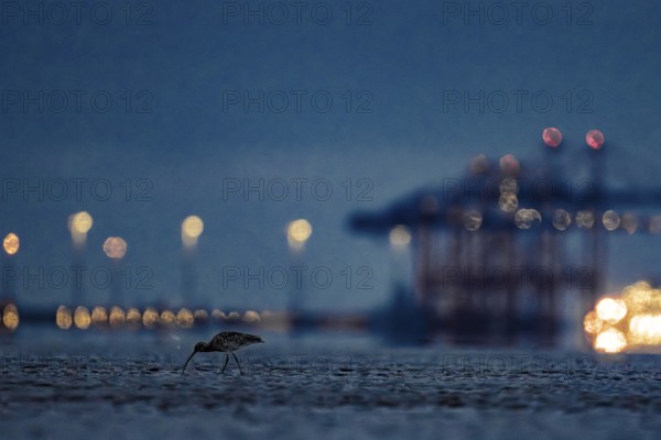 A Eurasian curlew (Numenius arquata) looking for food in the mudflats at low tide in front of the container bridges of the Jade -Weser port with blurred harbour lights at night, with bokeh effect, Eckwarderhörne, Jade Bay, Lower Saxony, Germany