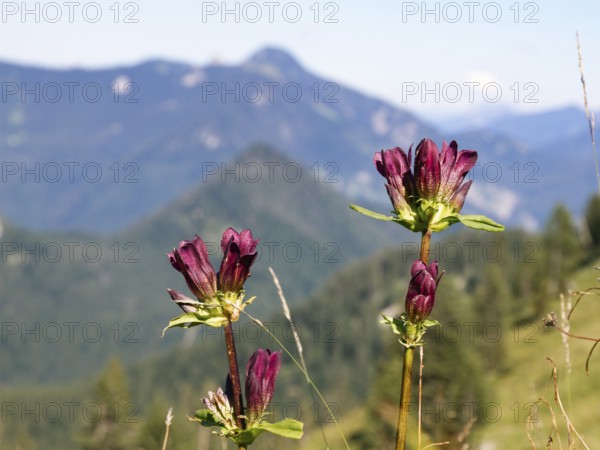 Hungarian gentian (Gentiana pannonica), flowers, Tegernsee mountains, Alps, Upper Bavaria, Germany