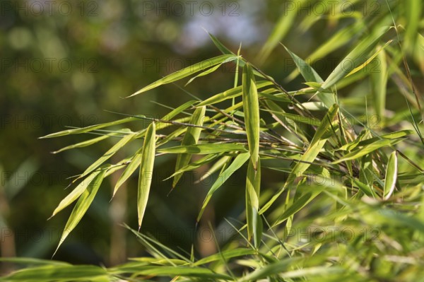Bamboo in the garden, garden bamboo, Germany