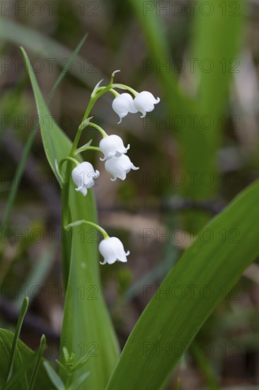 Lily of the valley (Convallaria majalis), Upper Bavaria, Germany
