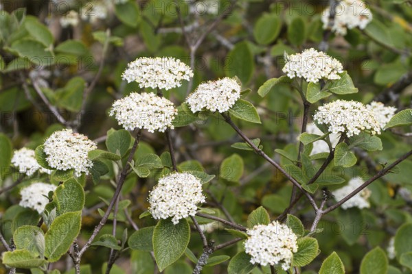 Viburnum lantana (Viburnum lantana), shrub, flowering, Upper Bavaria, Germany