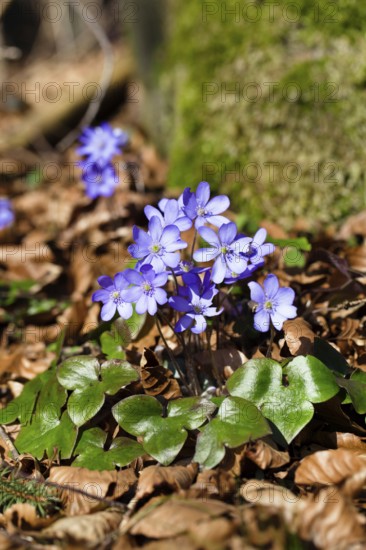 Liverwort (Hepatica nobilis), flowering, spring, Upper Bavaria, Germany