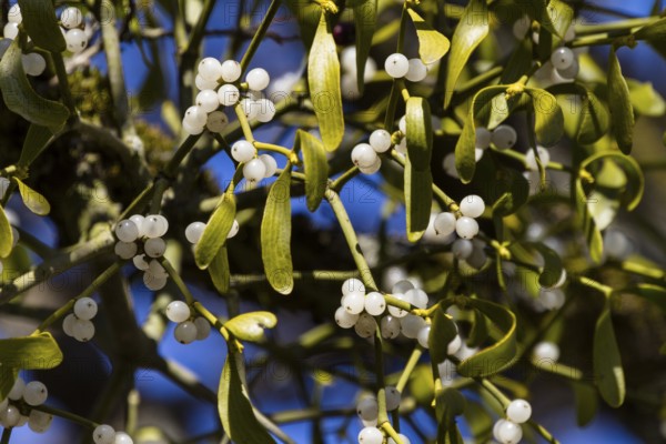 Mistletoe branches with fruits, (Viscum album), Upper Bavaria, Germany