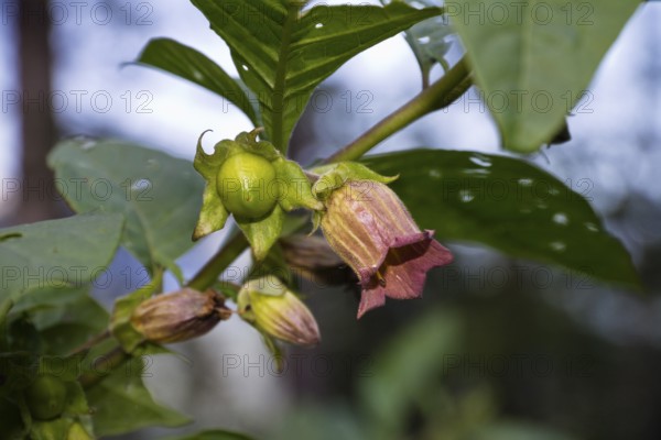Belladonna flowering, (Atropa belladonna), Bavaria, Germany